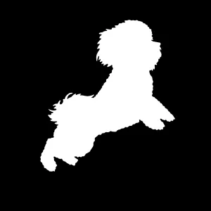 Bichon frise decal
