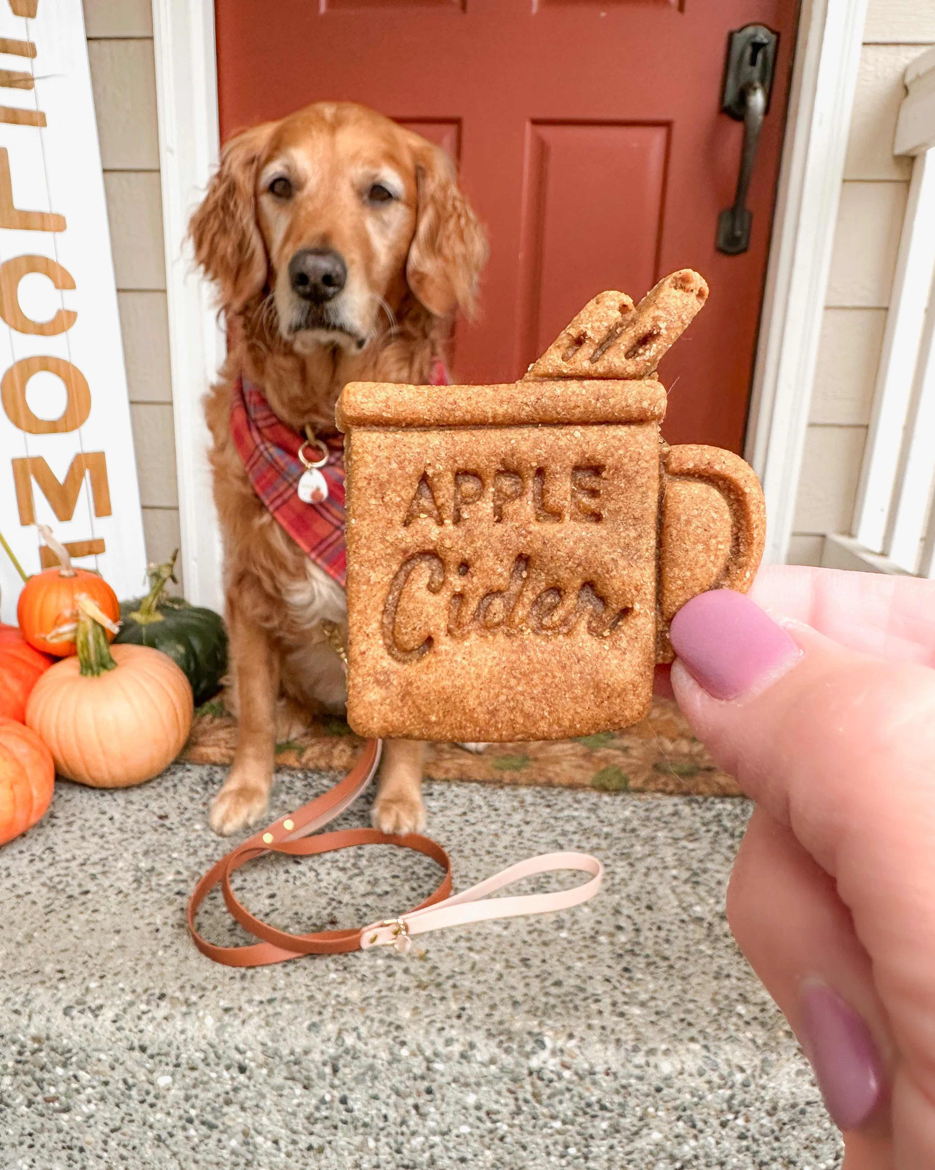 Donuts & Hot Apple Cider Cookie Cutter BUNDLE (Bundle of 2)