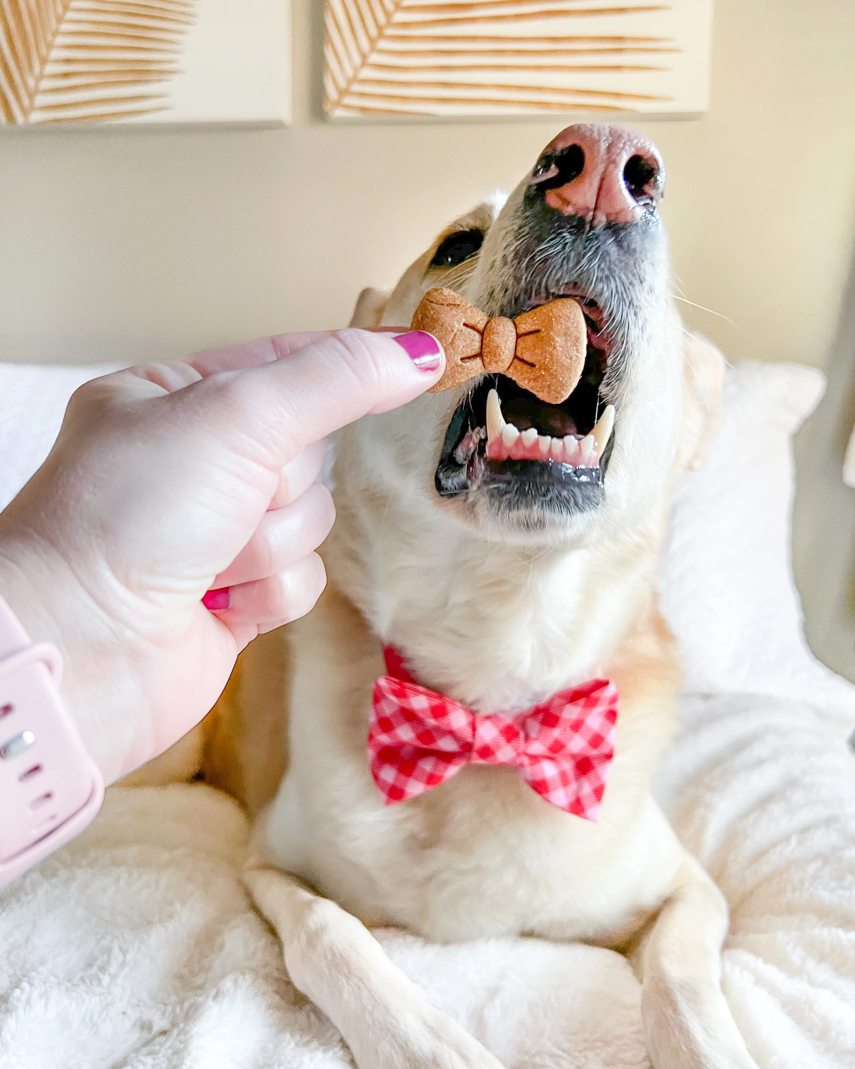 NEW YEAR Bundle - Dog Biscuit Cookie Cutters (BUNDLE of 3)