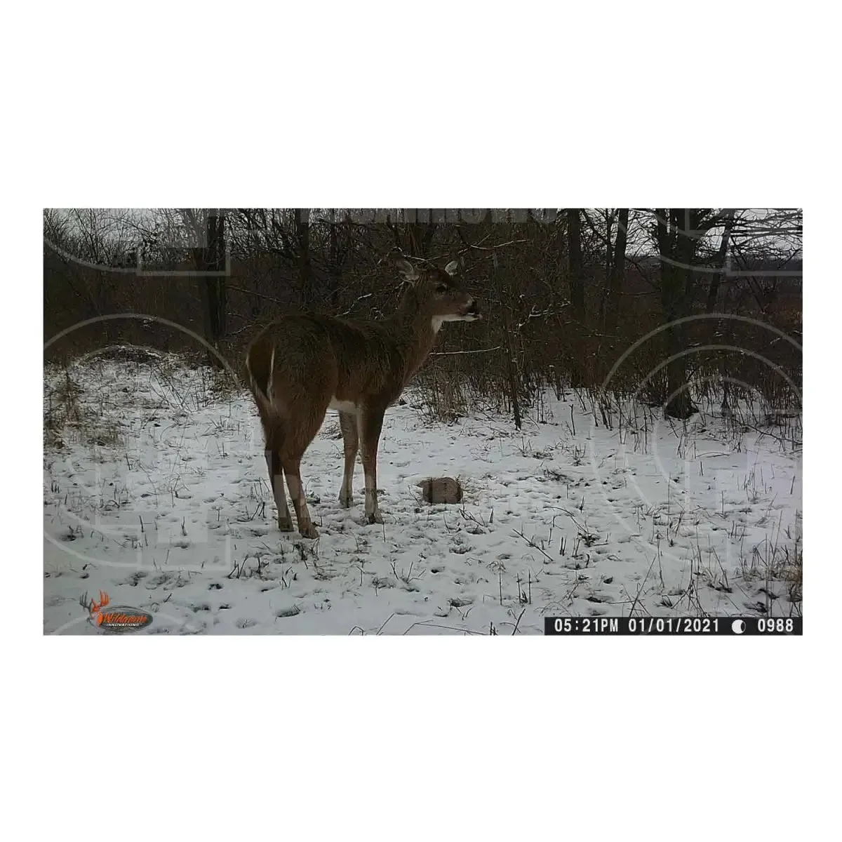 Wildgame Wraith 18 Game Camera